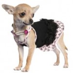 Your Pet as Part of Your Quince Court!