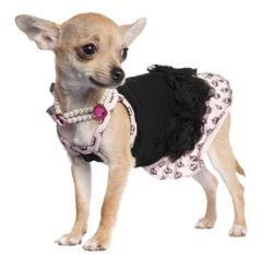 pet, dog, quince dog, quince pet