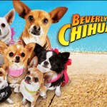 ¡Concurso! Ingresa a tu Chihuahua o vota por tu favorito
