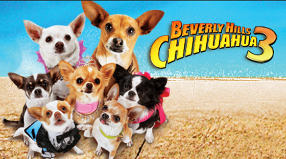 Ingresa al concurso subiendo una foto de tu chihuahua en la página de concursos, tienes hasta el 2 de julio.