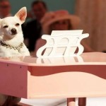 “Beverly Hills Chihuahua” at XV Expo this Sunday