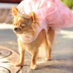 5 formas de preparar a tu perrito para tu XV