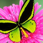 La belleza de las mariposas en tu fiesta
