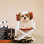 Pamper Yourself With A Best Dog’s Movies-Themed Sleepover