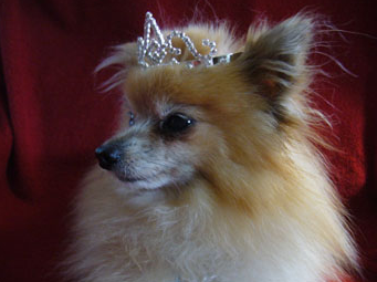 accesorios para tu mascota accesorios para tu mascota