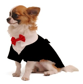 accesorios para tu mascota accesorios para tu mascota