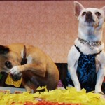 Beverly Hills Chihuahua, tips para tus Quince